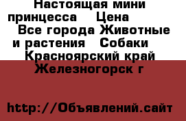 Настоящая мини принцесса  › Цена ­ 25 000 - Все города Животные и растения » Собаки   . Красноярский край,Железногорск г.